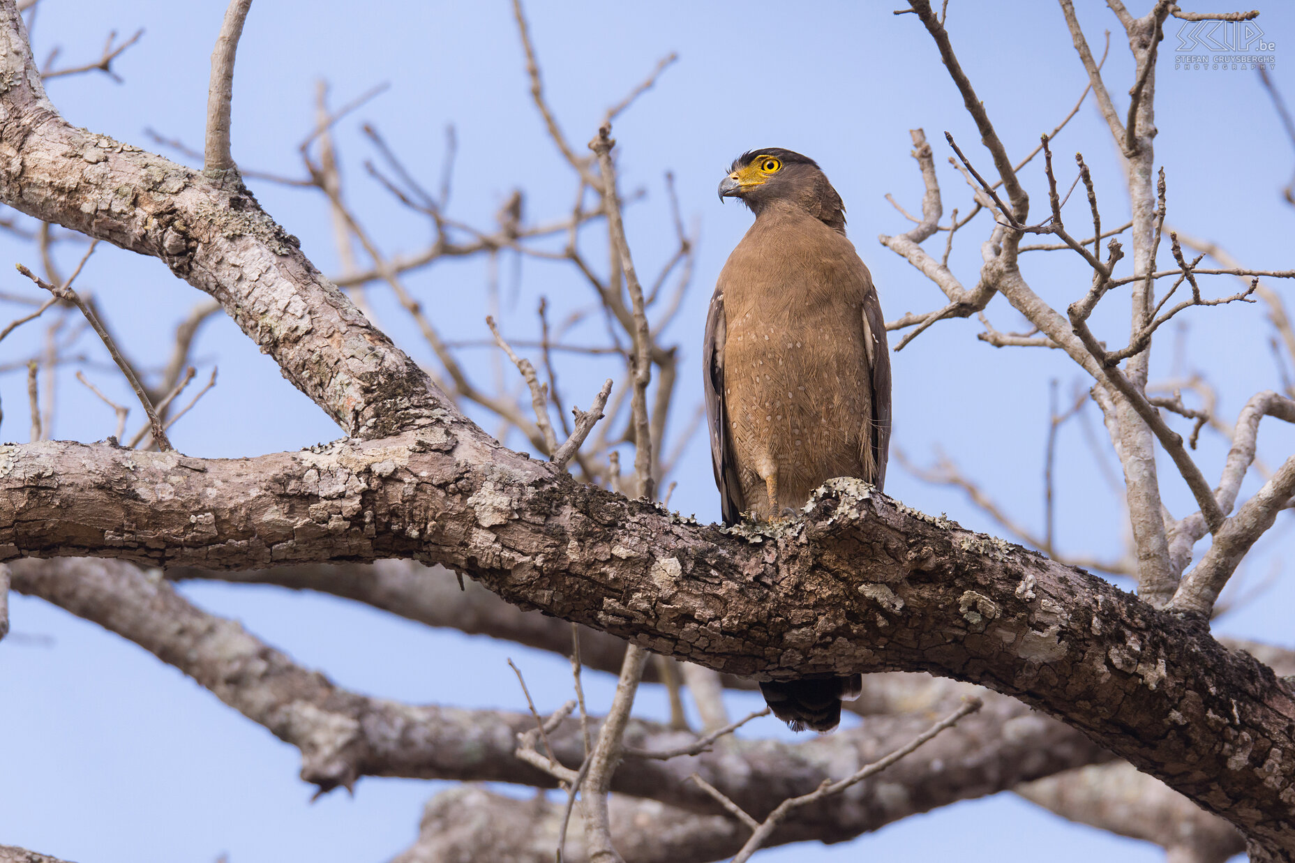 Kabini - Indische slangenarend Indische slangenarenden (Crested serpent eagle, Spilornis cheela melanotis) zijn middelgrote roofvogels die leven in beboste gebieden in tropisch Azië. Ze jagen op slangen en hagedissen. Stefan Cruysberghs